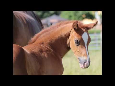 Oldenburger HF / Colt - Bon Coeur x De Niro x Argentinus