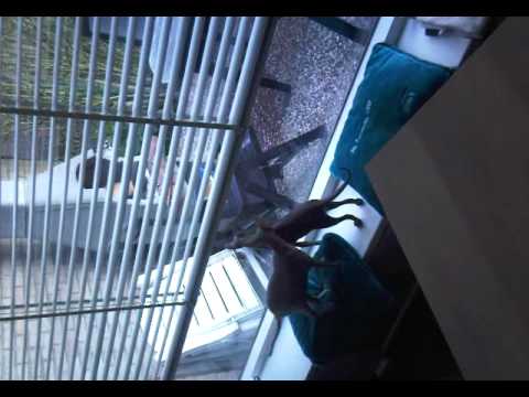 Sphynx wordt gek bij het zien van een andere kat