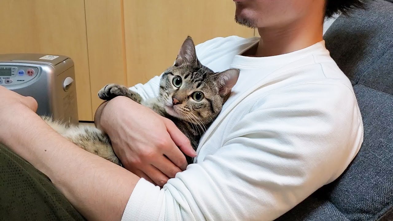 抱っこ嫌いな猫が珍しく大人しくしている映像がこちらです！