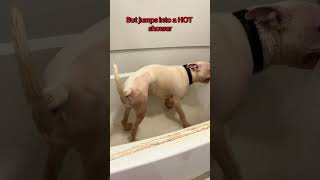 Video preview image #1 Mutt Puppy For Sale in Rustburg, VA, USA
