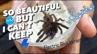 My first time seeing an ELECTRIC BLUE TARANTULA in person !!!