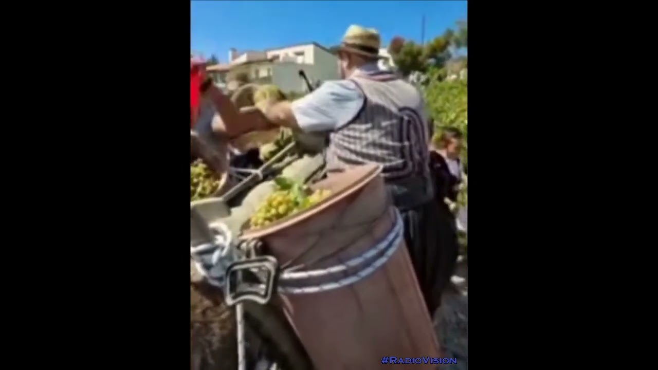 Grape Festival Panayia Αθηνόδωρος Γεωργίου (2025-Donkey)