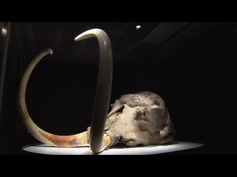 偶然発見:研究者が1億6000万年前のセンセーショナルな発見をする