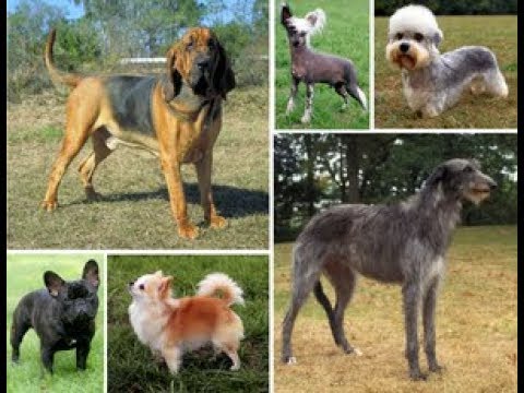 Special Segment on Pet Dogs and Dog Breeding-Part 1||Lok Satth||ਲੋਕ ਸੱਥ@KRPI 1550||January 10th 2019