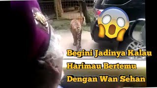 Download lagu Subhanallah !! Wan Sehan Bertemu Harimau, Harimaunya Sampai Jiper mp3