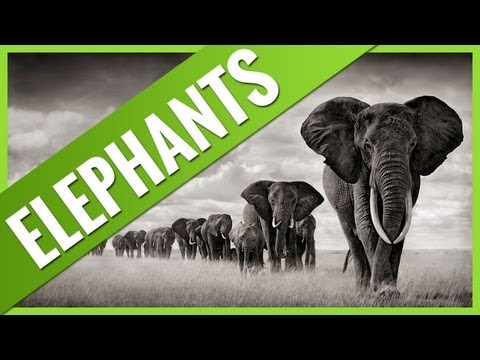 Interesting Facts About ELEPHANTS