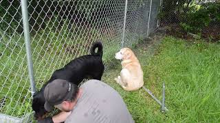 adding chicken wire to chainlink fence w/ special helpers and random topics