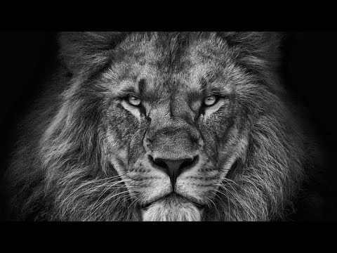 Aslan zihniyeti ile hareket edin!