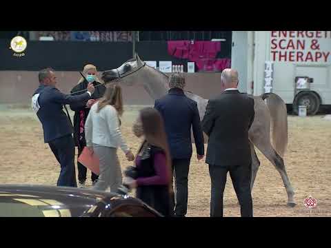 N 45 AFAS AL RAYYAN   Straight Egyptian World Championship 2020   Yearling Colts Class 5