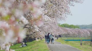 福生の桜 4K Cherry blossoms in Fussa