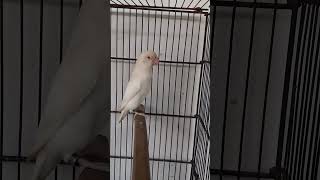 Download lagu Albion bareedr my Aviary #shortvideo #birds #lovebirdsfarming #albino #parrot #murtazabhatti292 mp3