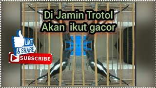 Download lagu Pancingan terapi Kacer trotol Macet  #kacertrotol #masterankacer #kicaumania #kacermacet mp3