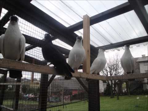 Krymka hamburska, maściuch polski