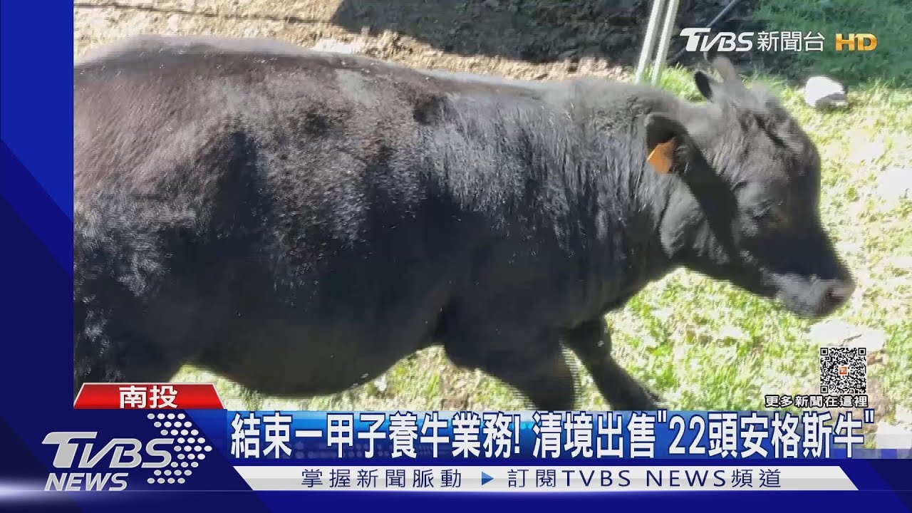 結束一甲子養牛業務! 清境出售「22頭安格斯牛」