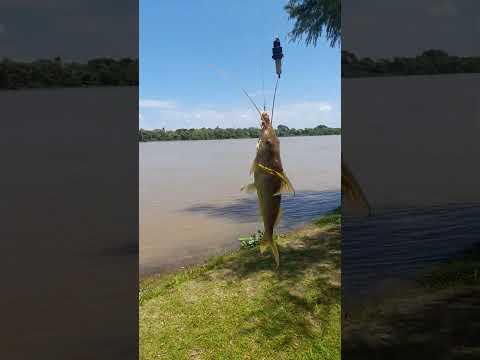 Salió amarillo, Valle Maria, Entre Ríos. #fishing #lineadepesca #pesca #pescasub