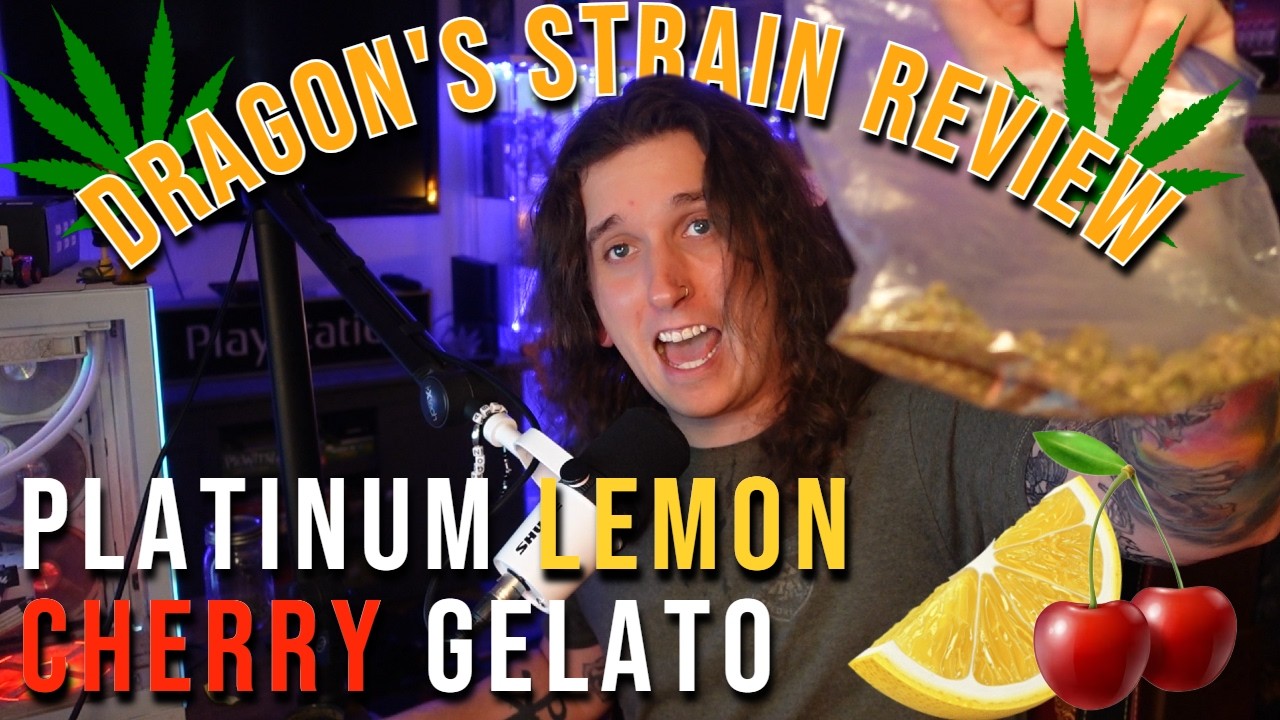 DRAGON'S STRAIN REVIEW || PLATINUM LEMON CHERRY GELATO (Hybrid)