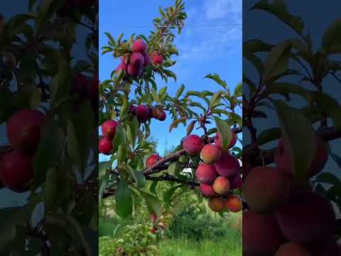 Plum harvest #shorts #shortsfeed #plum #harvest #4knature