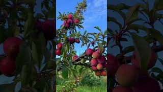 Download lagu Plum harvest #shorts #shortsfeed #plum #harvest #4knature mp3 Download lagu Plum harvest #shorts #shortsfeed #plum #harvest #4knature mp3
