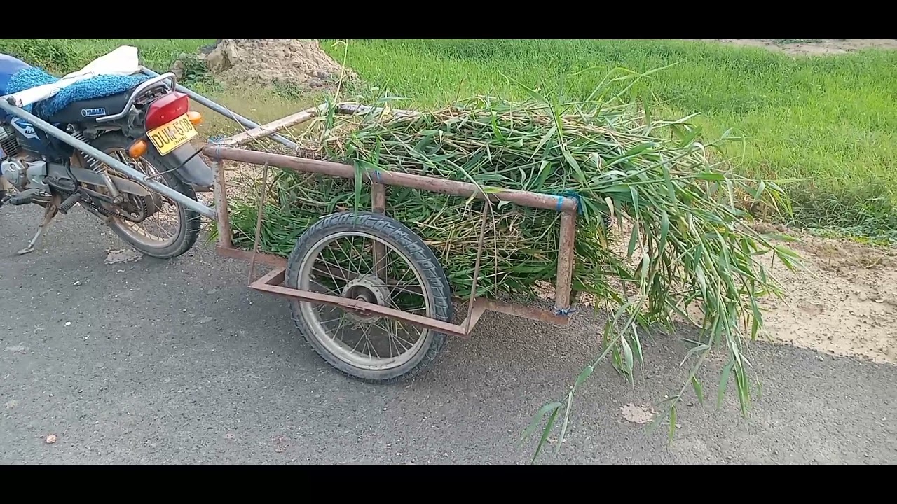 Watch como hacer heno para conejos Now como hacer heno para conejos