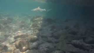 Baby Shark at Centara Rasfushi, by Fuji XP60