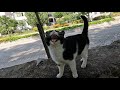 Tuxie The Cat Meows Loudly Asking Me For Food