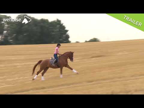 Intervalltraining für's Pferd: Tipps und Übungen für mehr Kraft und Kondition | Katrin Obst