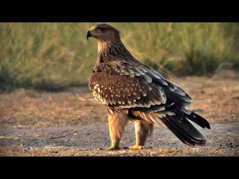 Uberi dan - "Orao Krstaš"