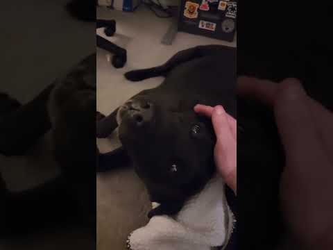 𝐔𝐑𝐆𝐄𝐍𝐓 𝐃𝐎𝐍𝐀𝐓𝐈𝐎𝐍𝐒 𝐍𝐄𝐄𝐃𝐄𝐃 𝐓𝐎 OUR  𝐑𝐄𝐒𝐂𝐔𝐄🐾 LINKS IN BIO#canada #florida