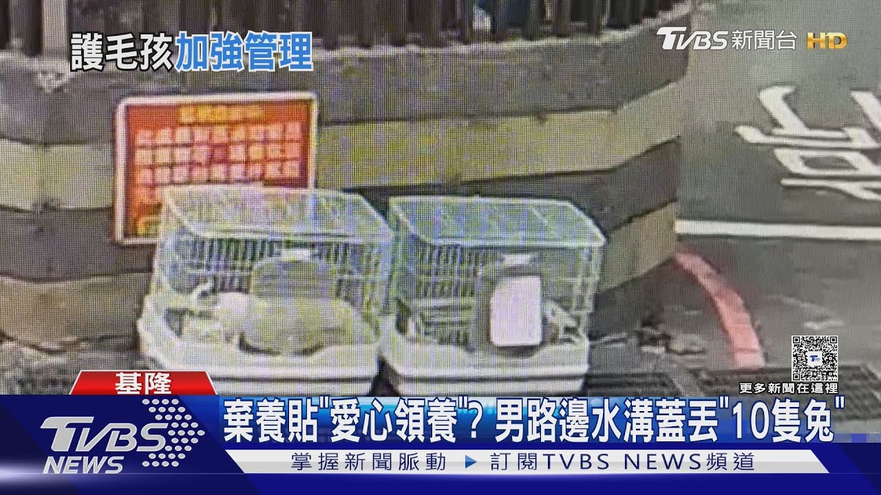 棄養貼愛心領養? 男路邊水溝蓋丟「10隻兔」