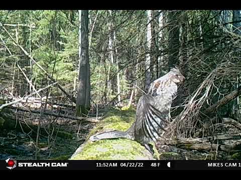 Ruffed Grouse drumming Side view CLOSE UP