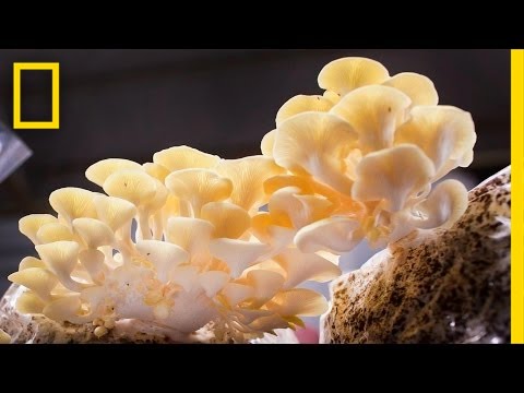 , title : 'You Didn’t Know Mushrooms Could Do All This | National Geographic'