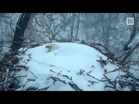 Mamma aquila sfida il gelo per proteggere i figli