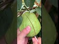 Guava Fresh Fruit Cutting In My Farm How To Cut Fruit In My Farm Shorts