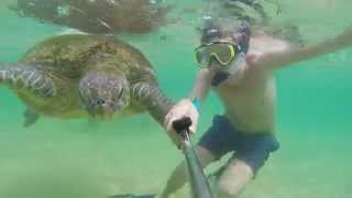 preview picture of video 'Swim with a big turtle'