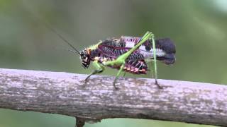 Chirping grasshopper (JL1A2663)