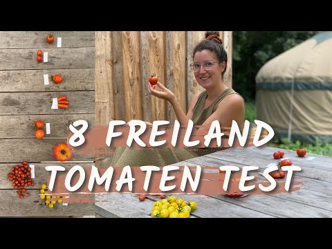 8 Freiland Tomaten im Test 🍅 Geschmack & Braunfäule Resistenz? Ein klarer Sieger! 🥇