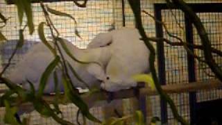 Liebesspiel  _  I love you !