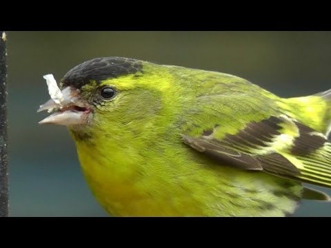Siskin - Siskins Male and Female on My Bird Feeder