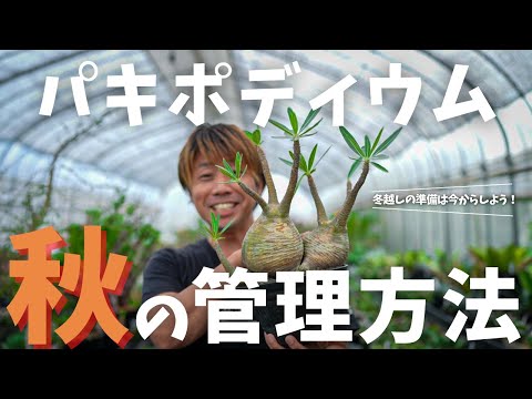 植物は冬の覆いの下で水をやるべきですか？はい、いいえ!  庭園
