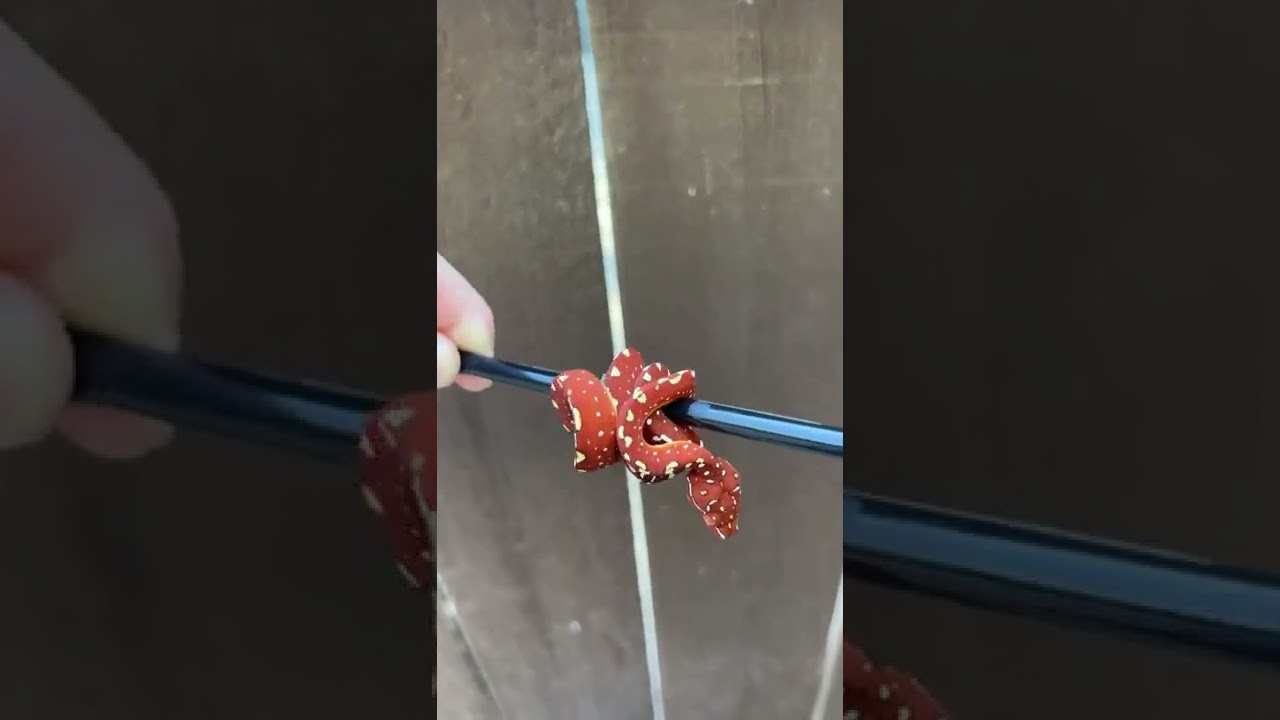 MJ-22-01 Pure Biak Locality Green Tree Python USCBB