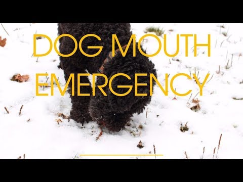 Dog Mouth Emergency: What To Do At Home