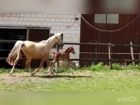 Stutfohlen von Dallmayr