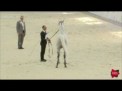 N 336 E S  SARAB   Sharjah International 2019