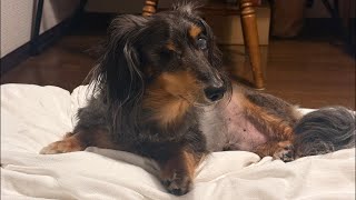 ネルくんとパパのゲリライブ🐶 | 作業や勉強、睡眠のおともに | 犬のいる暮らし