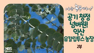 [나는농부다 250회 2부] 실내 공기 청정 넘버 원! 명신 씨네 유칼립투스 농장