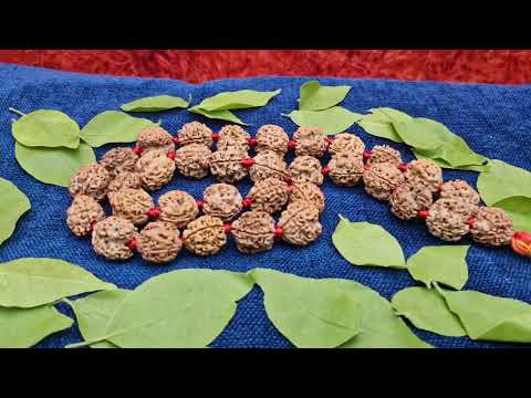 3 Mukhi Agni Dev Manipura Chakra Rudraksh Kantha Mala from Nepal 32+1 video