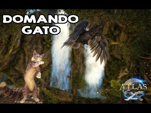 DOMANDO GATO NO ATLAS