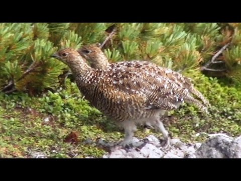 【ドキュメンタリー】ライチョウの未来～北アルプス・乗鞍岳～