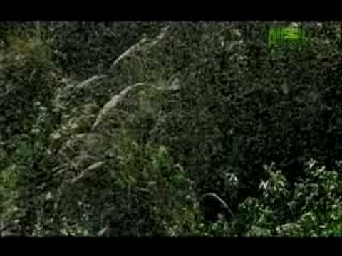 image-What causes swarms of black flies?