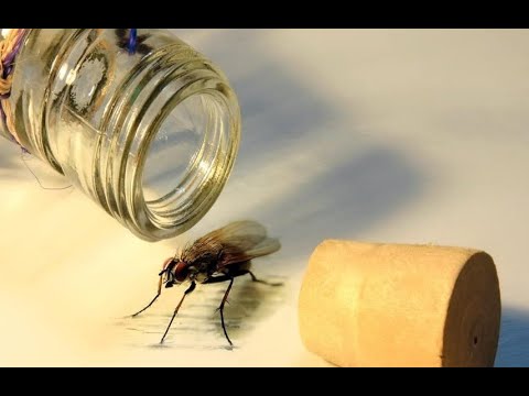 Ludwig Wittgenstein: Der Ausweg aus dem Fliegenglas